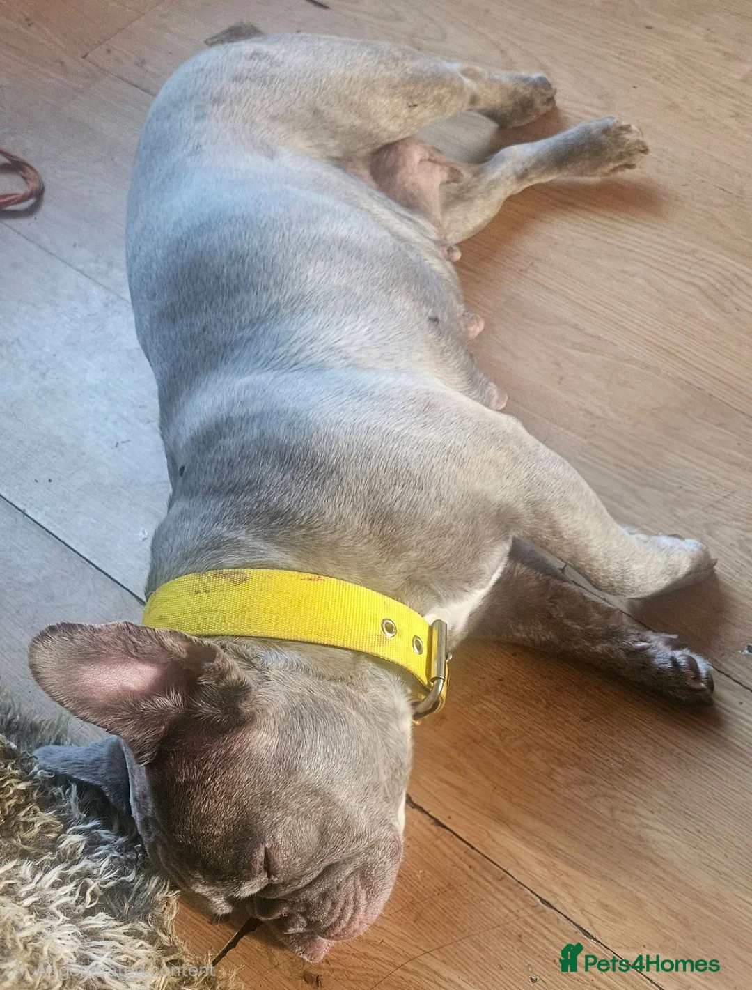 French Bulldog dogs for adoption: Urgently needs to be rehomed in Saffron Walden - Advert 3