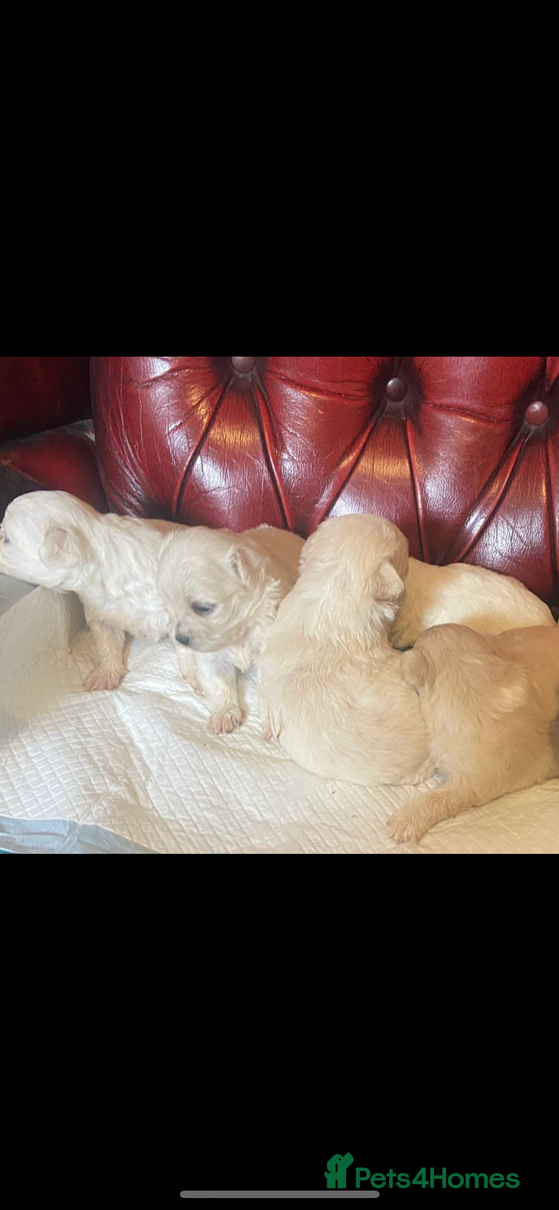 Maltipoo dogs 🐾 Maltipoo puppy’s 🐾  - Advert 3