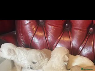 Maltipoo dogs 🐾 Maltipoo puppy’s 🐾 - Advert 3