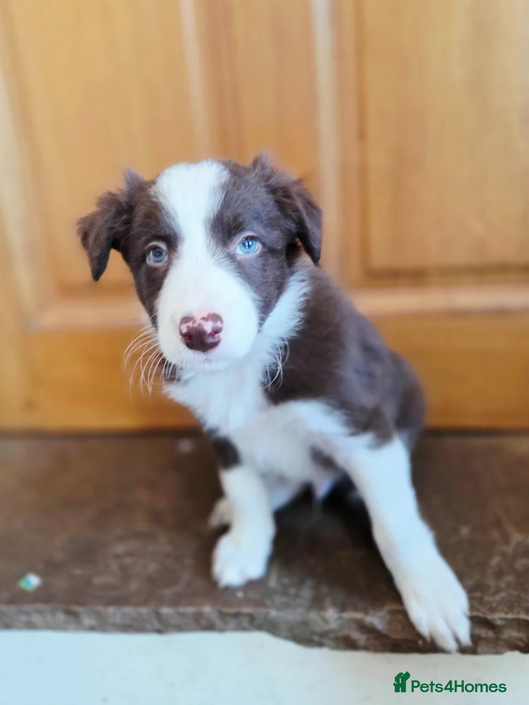 Border Collie dogs for sale: Two Beautiful Boys Available in Brecon - Advert 2