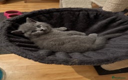 British Shorthair cats for sale: 💙 GCCF British Blue Boys – Ready Soon 💙 - Image 9