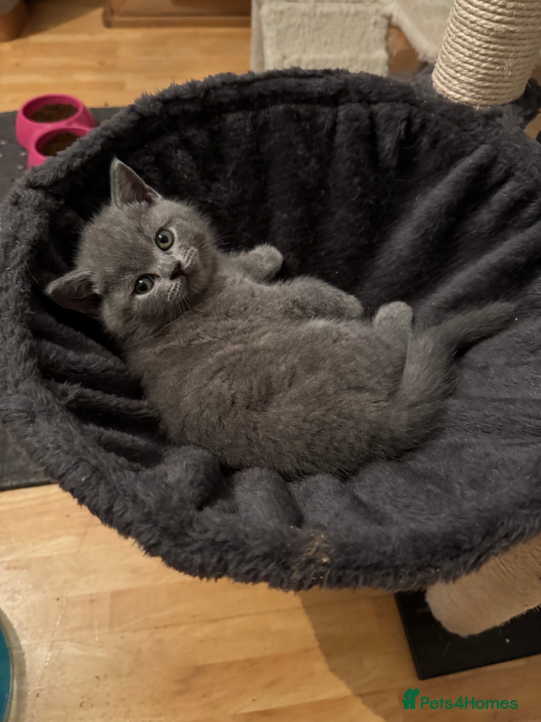 British Shorthair cats for sale: 💙 GCCF British Blue Boys – Ready Soon 💙 - Image 9