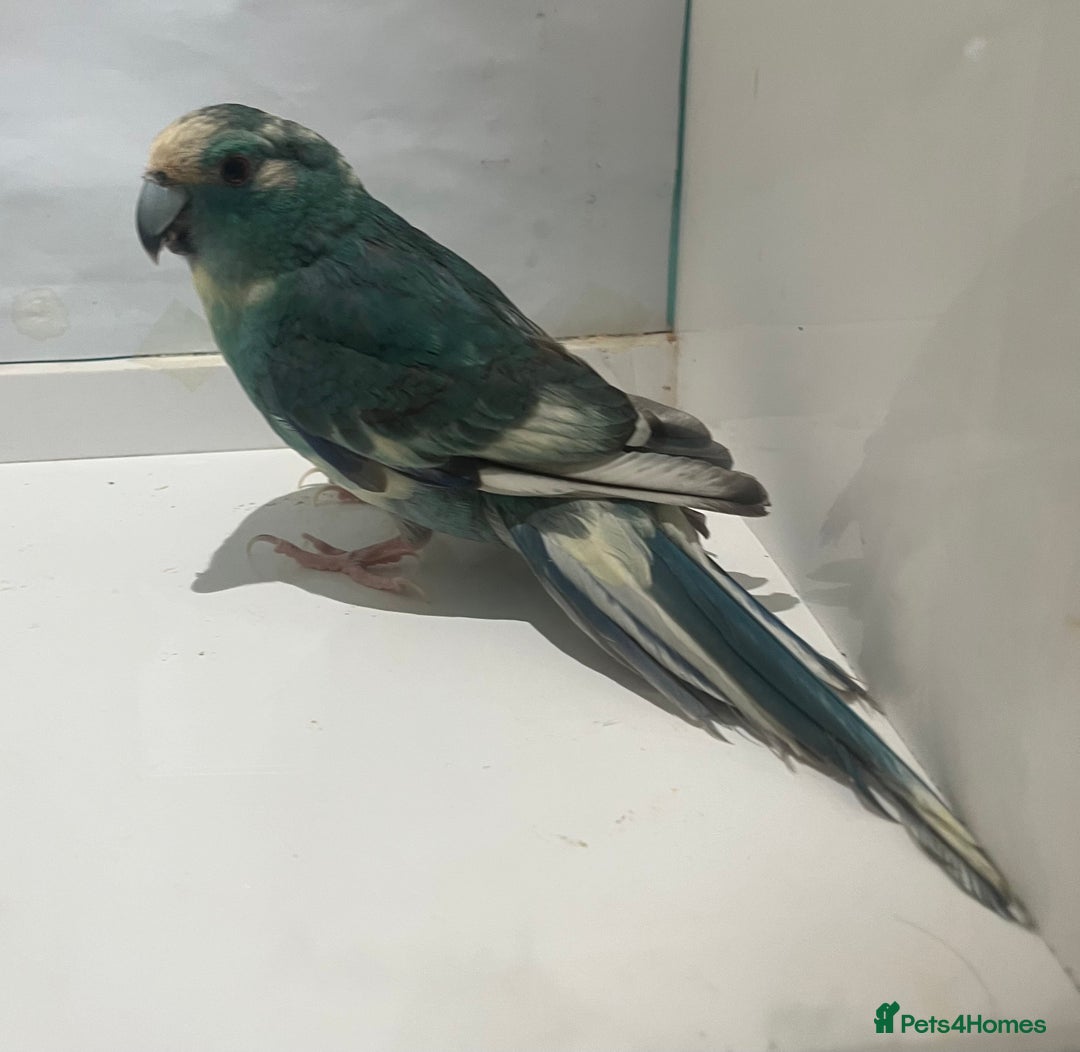 Parakeets birds for sale: Kakariki - Image 4