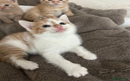 Mixed Breed cats for sale: Beautiful Kittens for sale - Image 31
