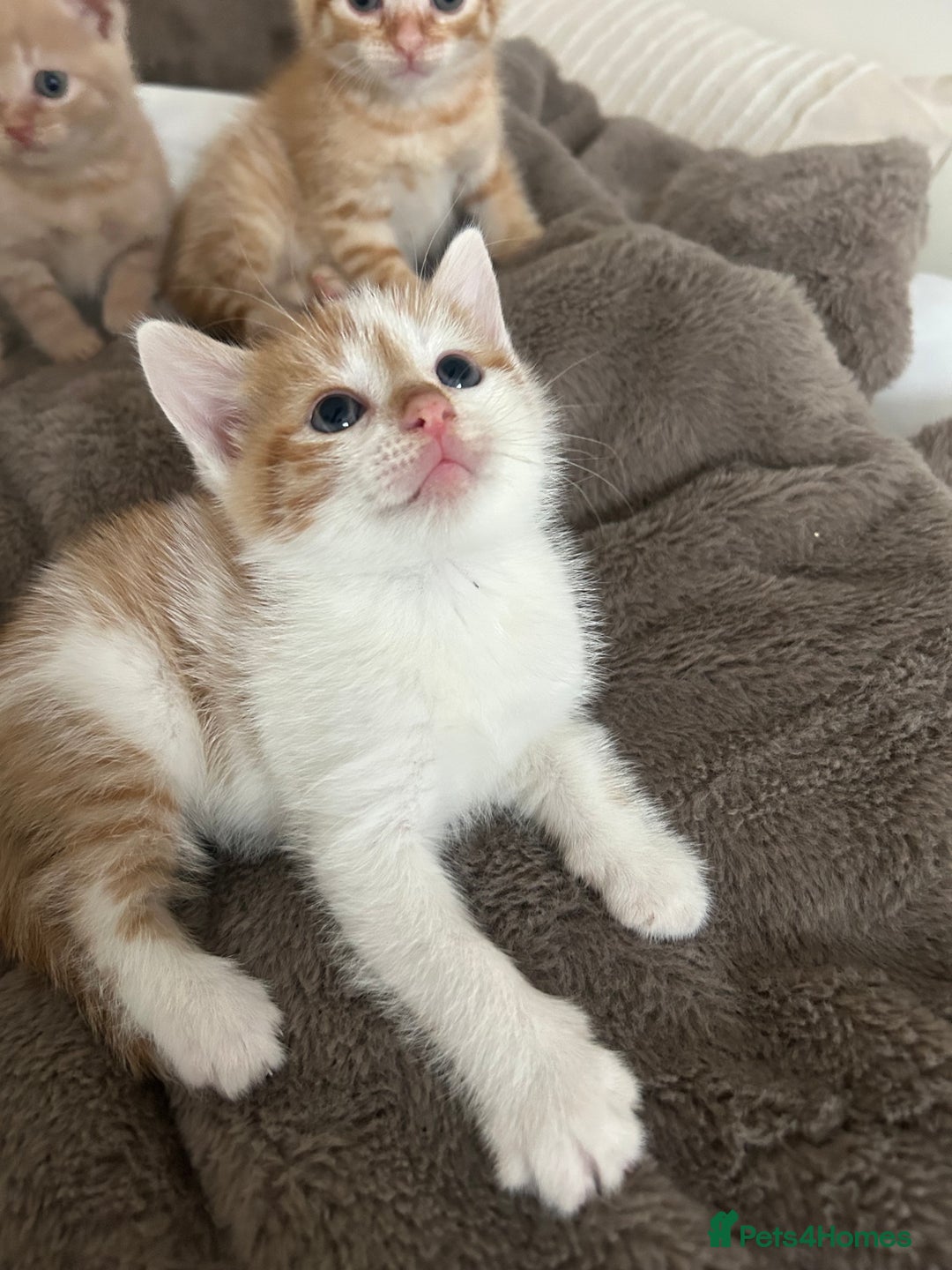 Mixed Breed cats for sale: Beautiful Kittens for sale - Image 31