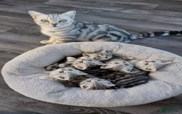 British Shorthair cats for sale: Your Furry Fantasy Awaits! - Image 16