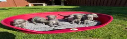 Whippet dogs for sale: Beautiful KC Registered Blue Whippet Puppies - Advert 3
