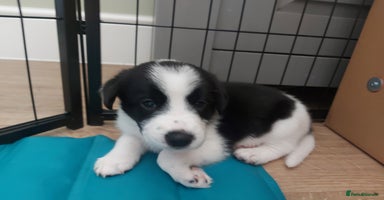 Mixed Breed dogs - Advert 5