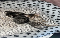 Mixed Breed cats for sale: 4 beautiful kittens  - Image 4