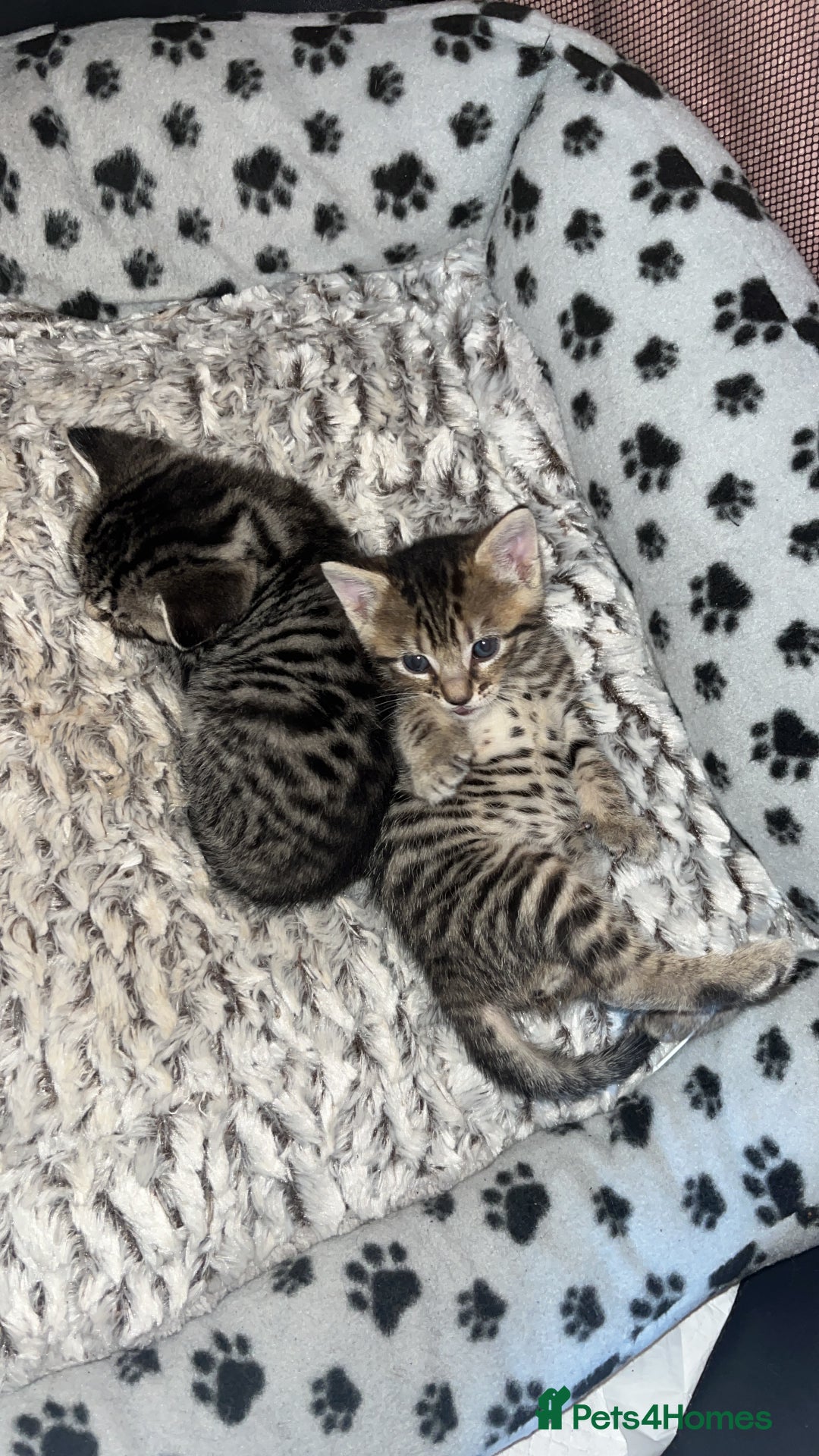 Mixed Breed cats for sale: 4 beautiful kittens  - Image 4