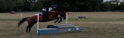 Connemara horses for sale: Genuine allrouder  - Advert 2