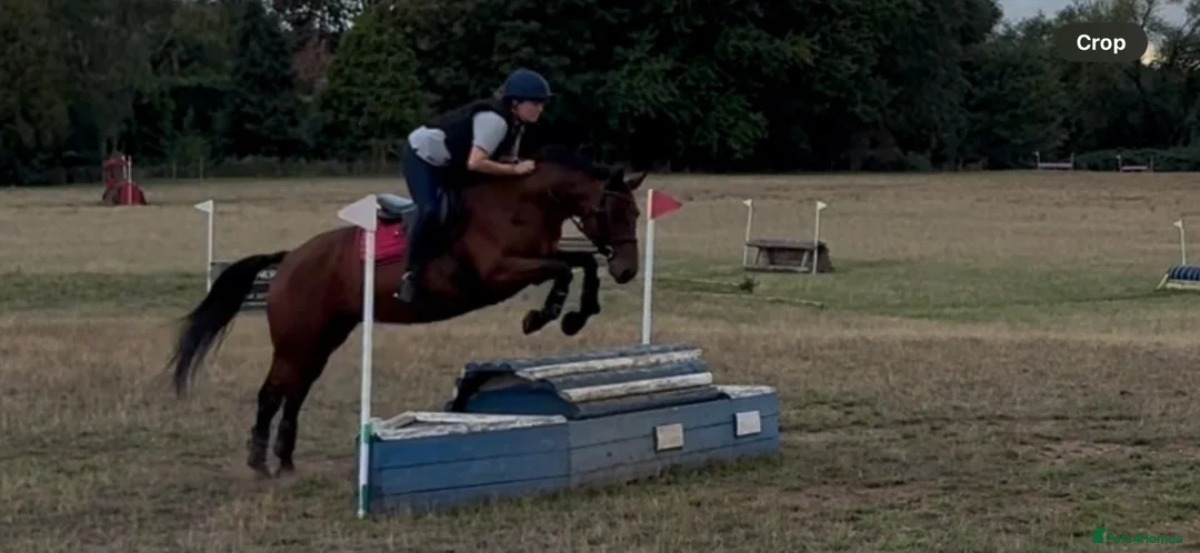 Connemara horses for sale: Genuine allrouder  - Advert 2