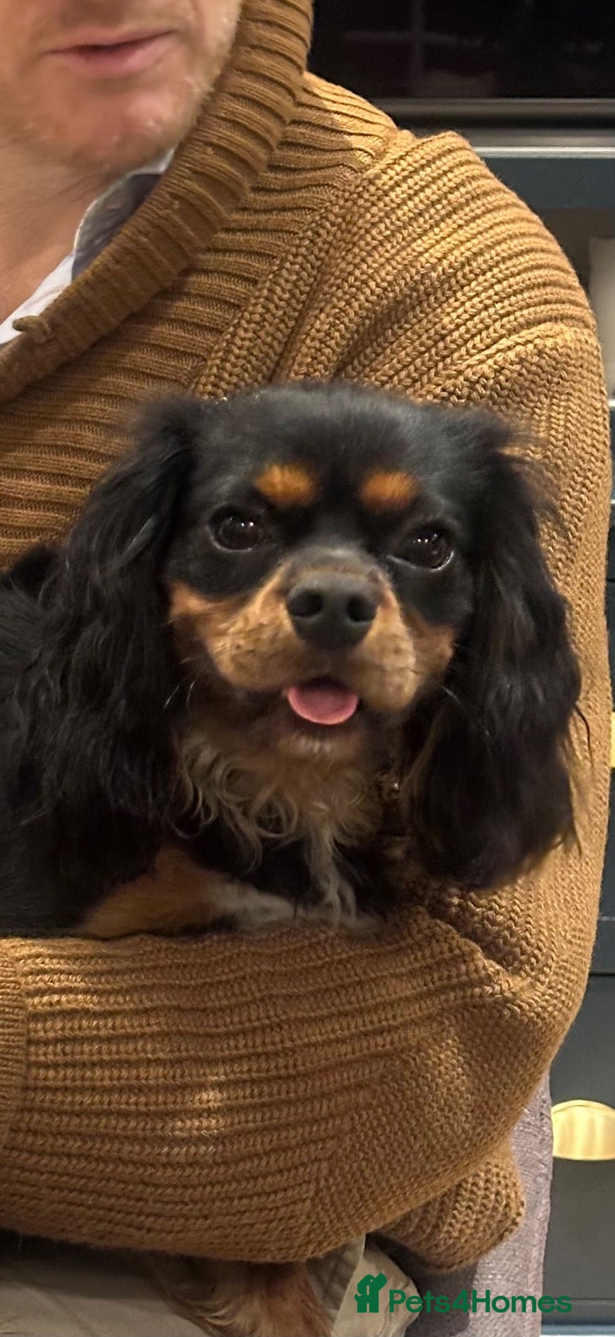 Cavalier King Charles Spaniel dogs for sale: 1-Year-Old Black & Tan Cavalier King Charles - Advert 5