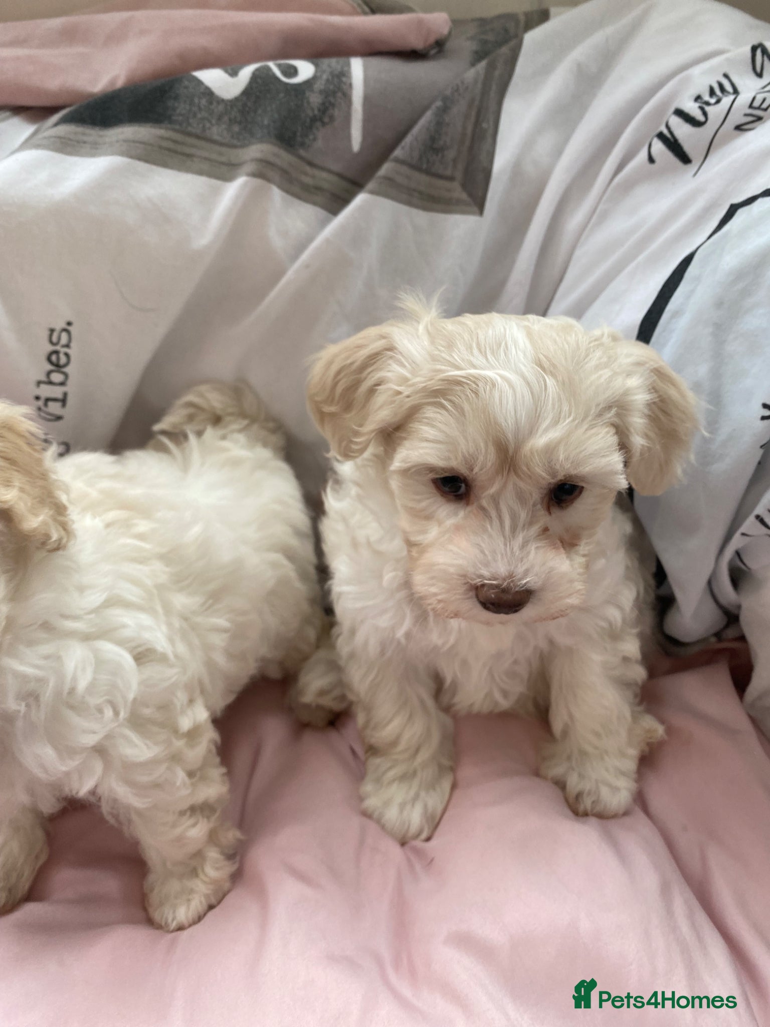 Maltipoo dogs One boy left. Adorable maltipoos.  - Advert 14