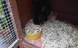 Rex rabbits for sale: 2 sisters looking for a new home  - Image 2