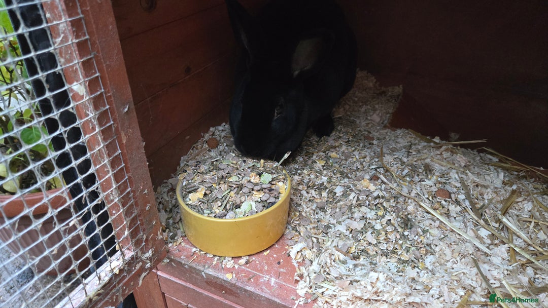 Rex rabbits for sale: 2 sisters looking for a new home  - Image 2