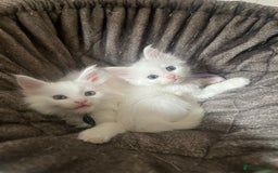 Maine Coon cats for sale: Stunning TICA registered Maine coon kittens  - Image 12