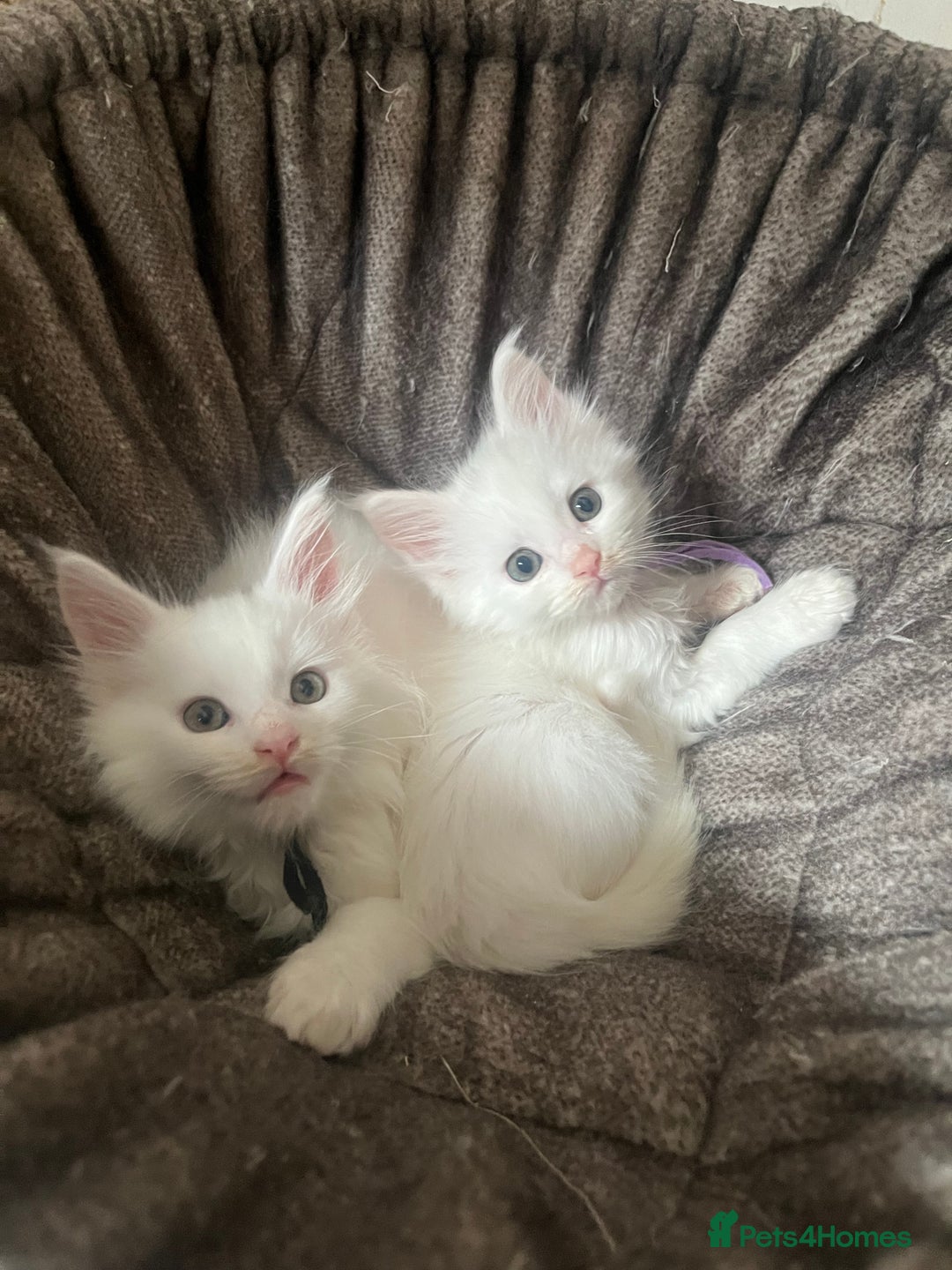 Maine Coon cats for sale: Stunning TICA registered Maine coon kittens  - Image 12