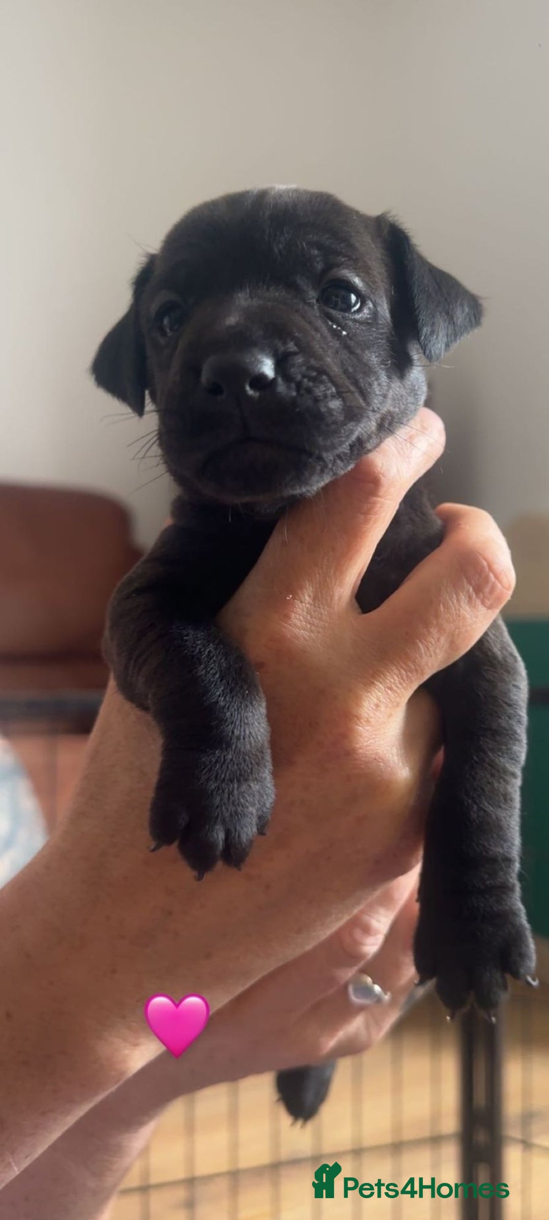 Mixed Breed dogs for sale: Lakeland x  - Image 8