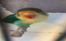 Lovebirds birds for sale: 4 weeks old love bird hand tamed - Image 1