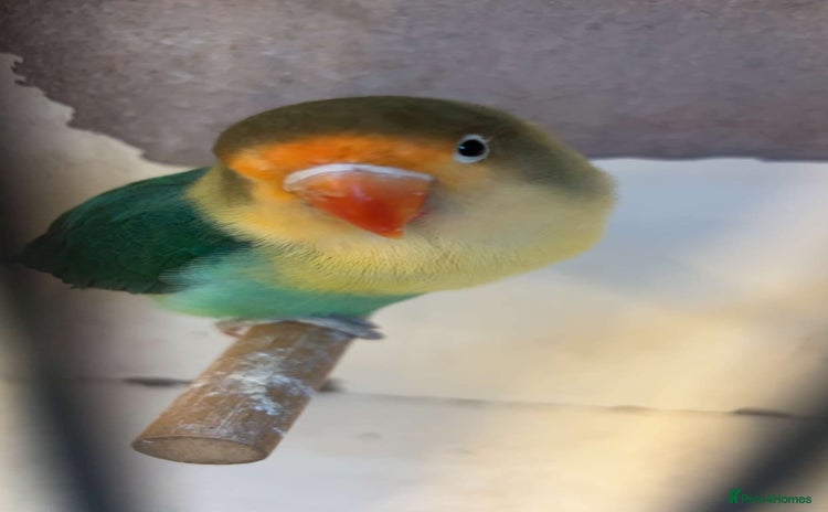 Lovebirds birds - Advert 1