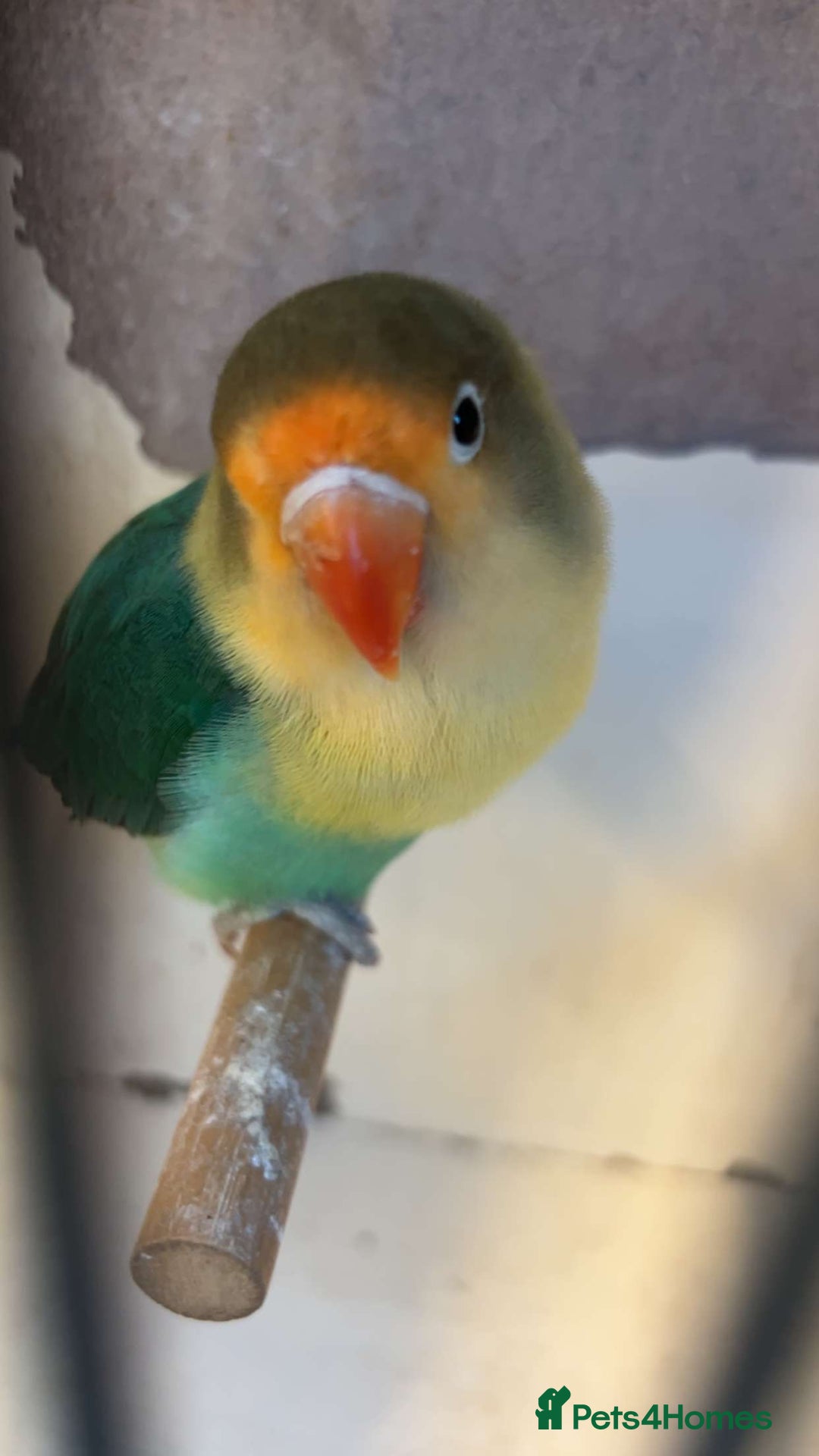 Lovebirds birds for sale: 4 weeks old love bird hand tamed - Image 1