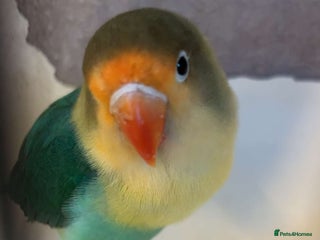 Lovebirds birds - Advert 8