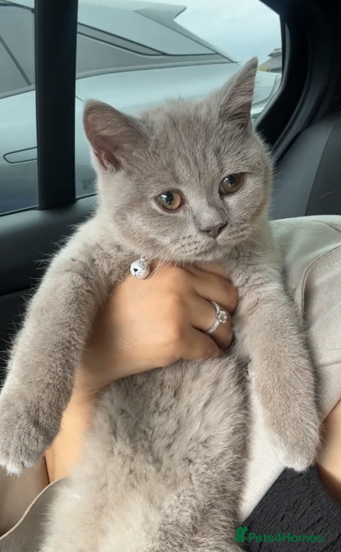 British Shorthair cats Lilac British short hair  - Advert 3