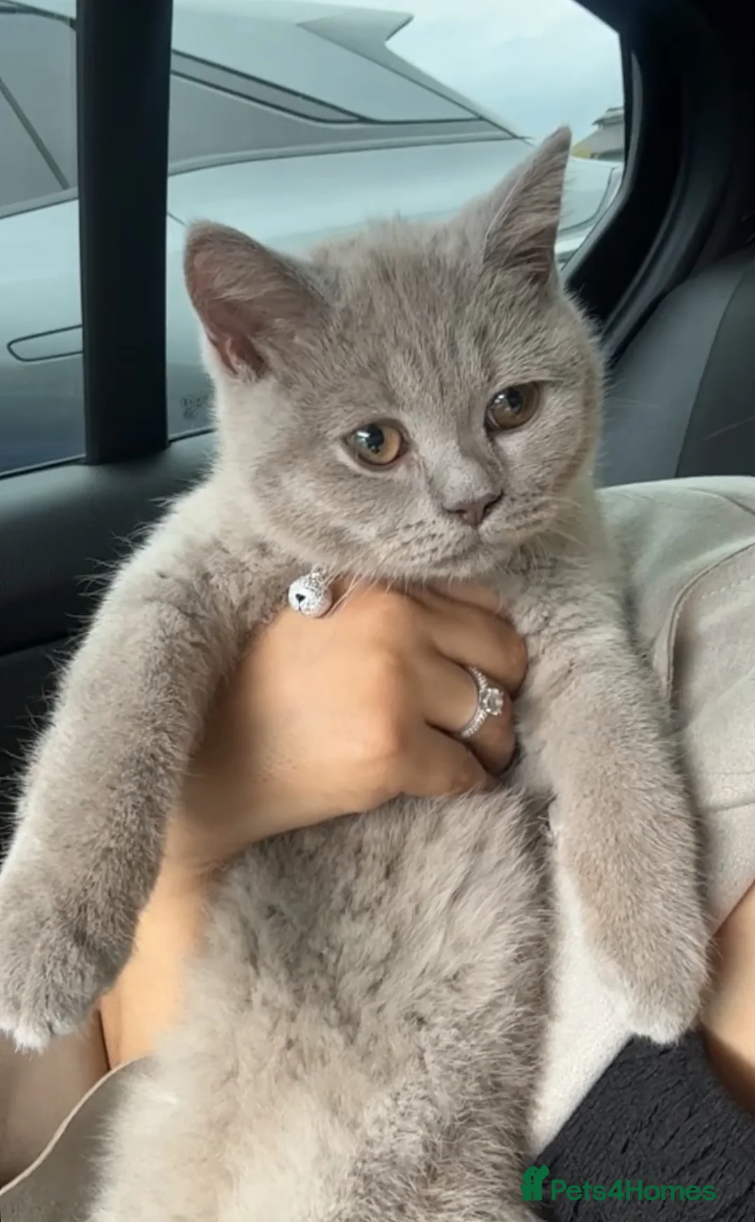 British Shorthair cats for sale: Lilac British short hair  in Birmingham - Advert 1
