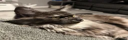Maine Coon cats for sale: Stunning 2 year old Female Maine Coons  - Advert 7