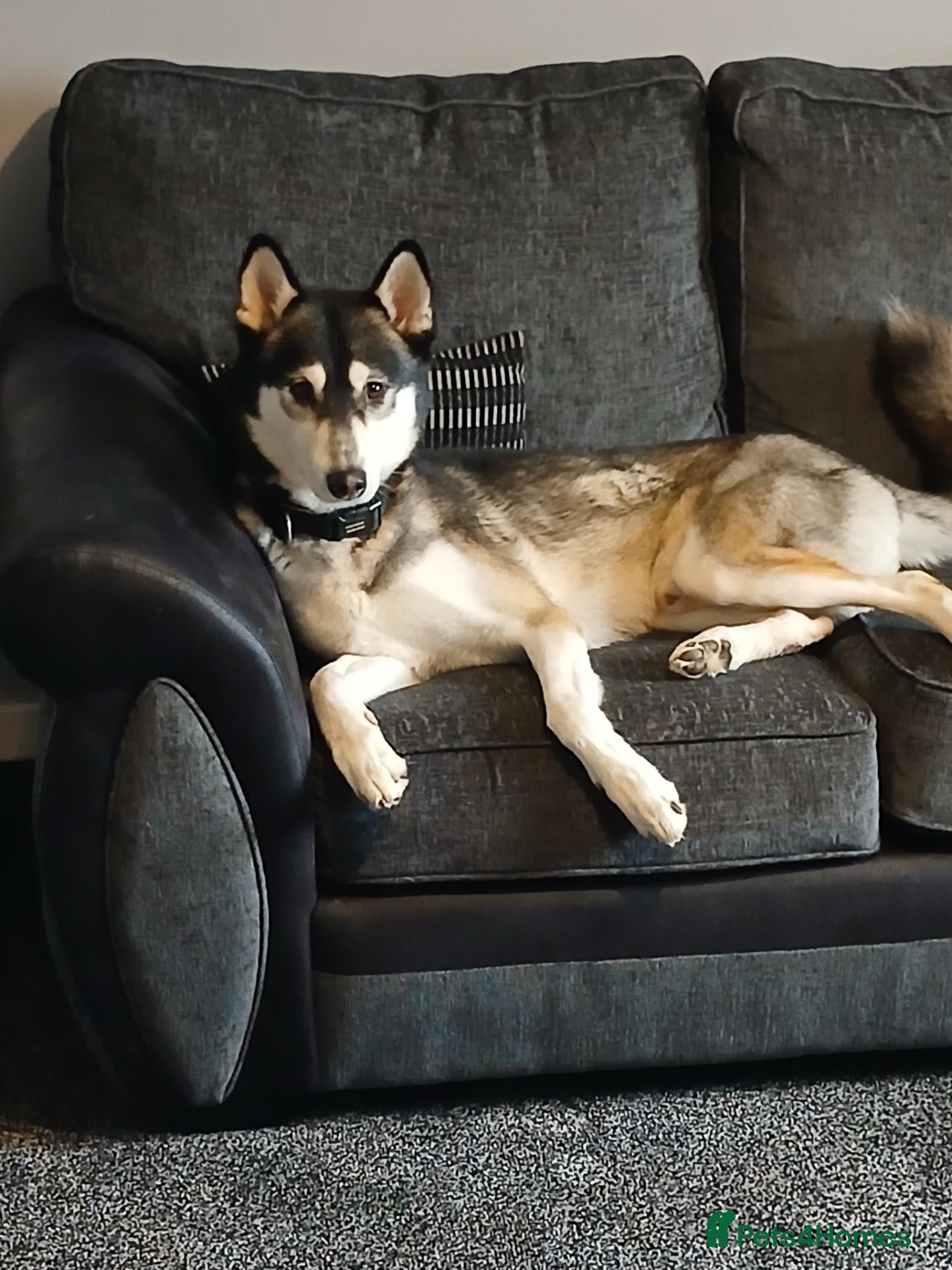 Shepsky dogs Lovable Husky x German Shephard needs rehomed. - Advert 1