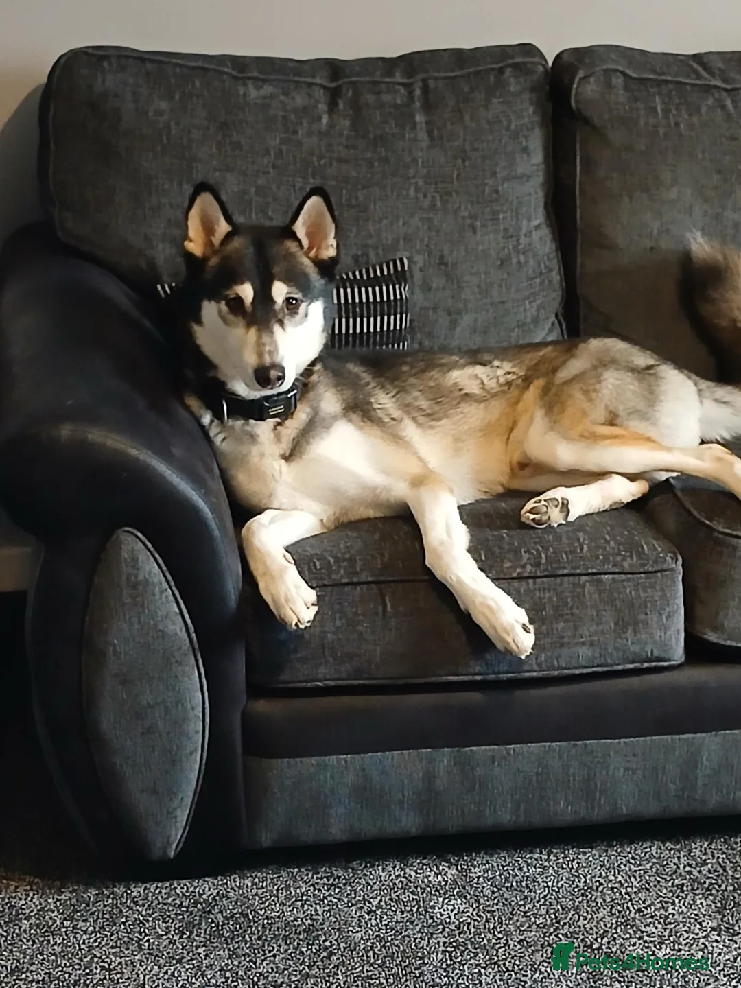 Shepsky dogs for sale: Lovable Husky x German Shephard needs rehomed. in Tranent - Advert 1