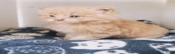 Maine Coon cats for sale: XXL Maine coon kittens + DNA health tested - Advert 35