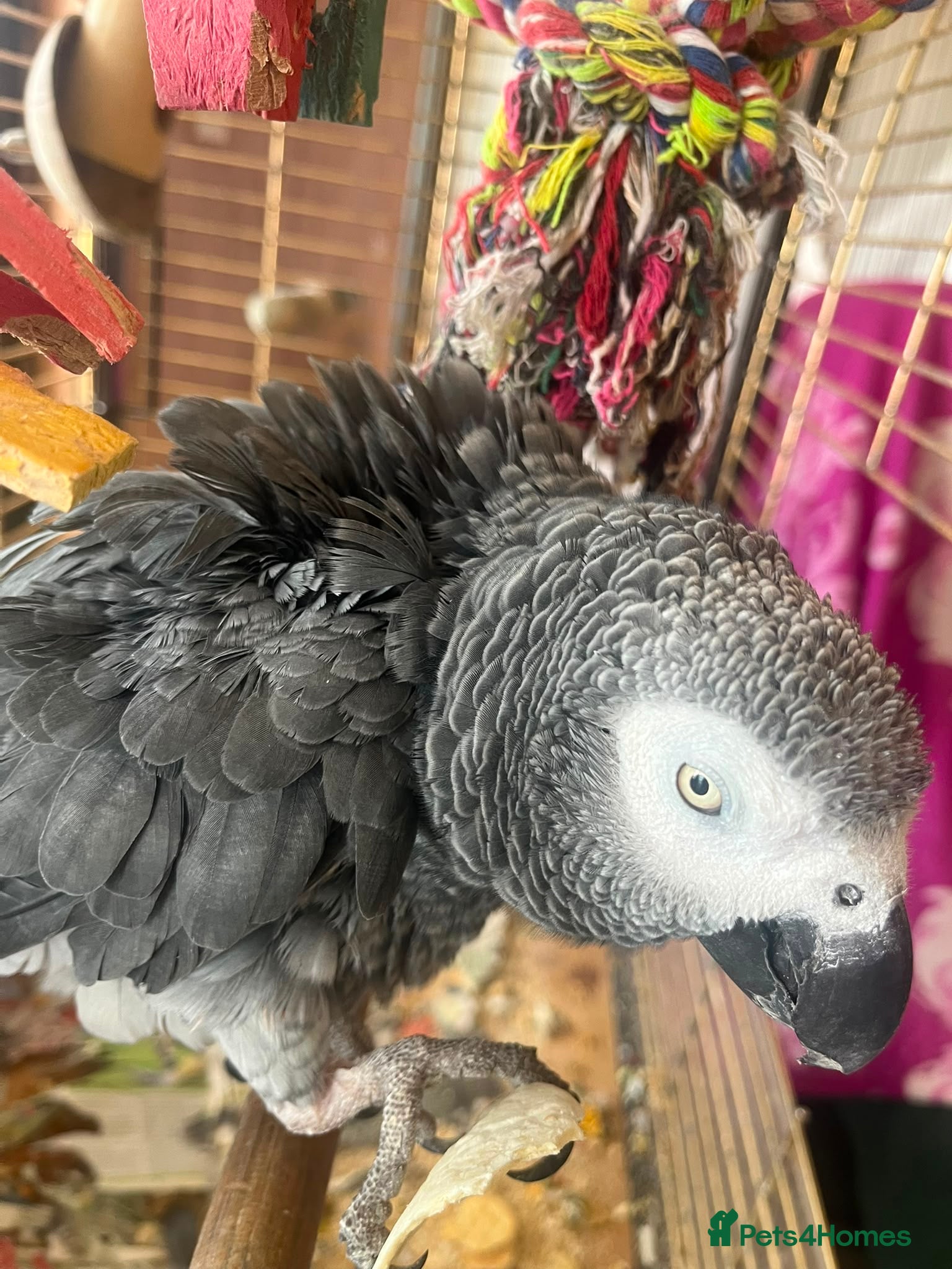 Parrots birds AFRICAN GREY WITH CAGE - Advert 1