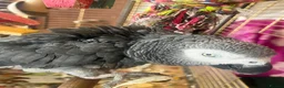 Parrots birds for sale: AFRICAN GREY WITH CAGE in Kingston upon Thames - Advert 1