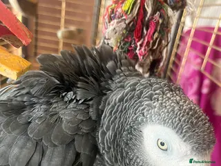 Parrots birds AFRICAN GREY WITH CAGE - Advert 10