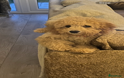 Cockapoo dogs for sale: 7 month old cockapoo girl Daisy  - Image 5