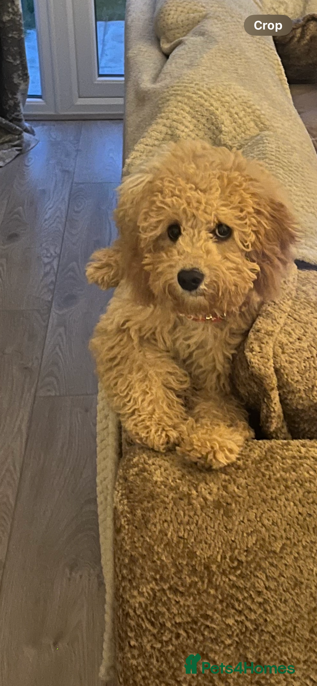 Cockapoo dogs for sale: 7 month old cockapoo girl Daisy  - Image 5