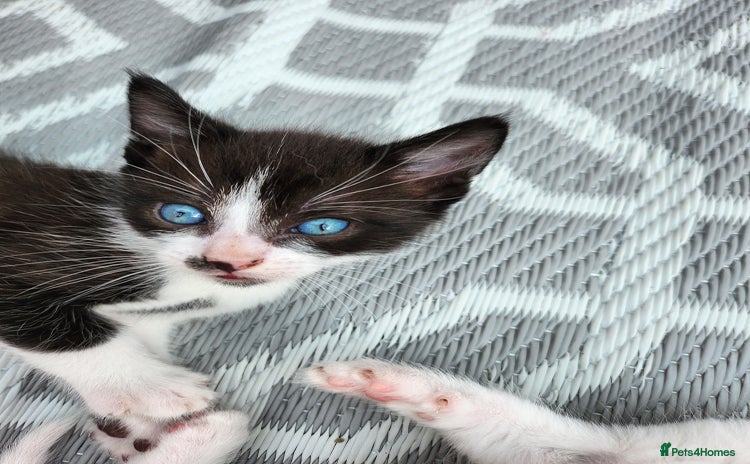 Mixed Breed cats - Advert 4