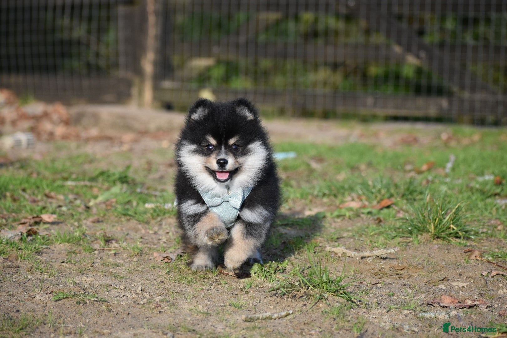 Pomsky dogs for sale: One toy size Male Pomsky Available  - Advert 1