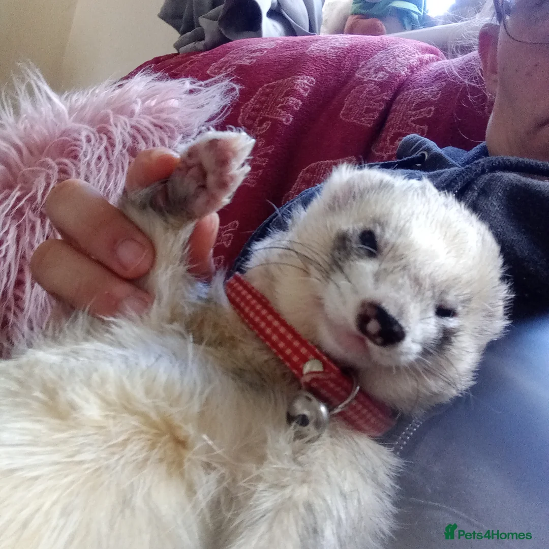 Ferret rodents for sale: Stud service only mate with jills  - Advert 1