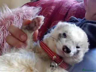 Ferret rodents Stud service only mate with jills - Advert 6