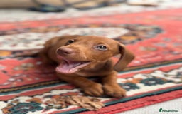 Dachshund dogs for sale: Beautiful puppies of standard dachshund  - Image 22