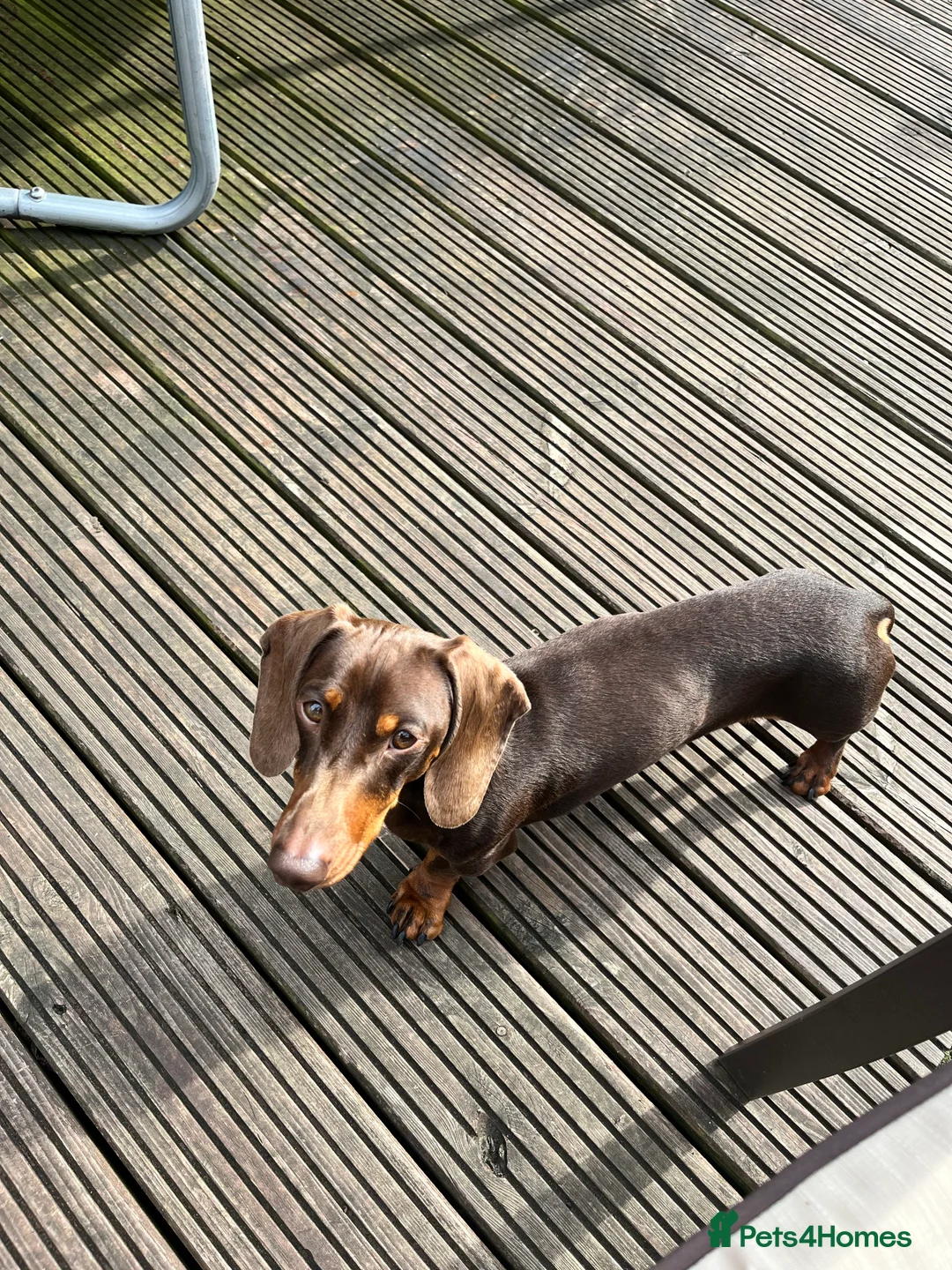 Miniature Dachshund dogs for stud: FOR STUD PROVEN KCreg Choc & tan mini Dachshund in Sunderland - Advert 7