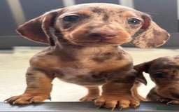 Miniature Dachshund dogs for sale: Beautiful teeny tiny mini dachshunds  - Image 5