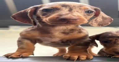 Miniature Dachshund dogs - Advert 5