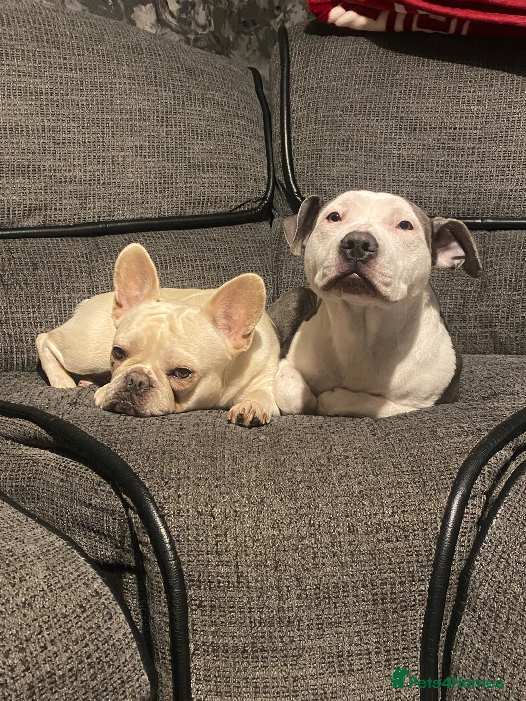 Mixed Breed dogs for sale: 6 month old - Advert 8