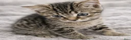 Mixed Breed cats for sale: Kittens  - Advert 2