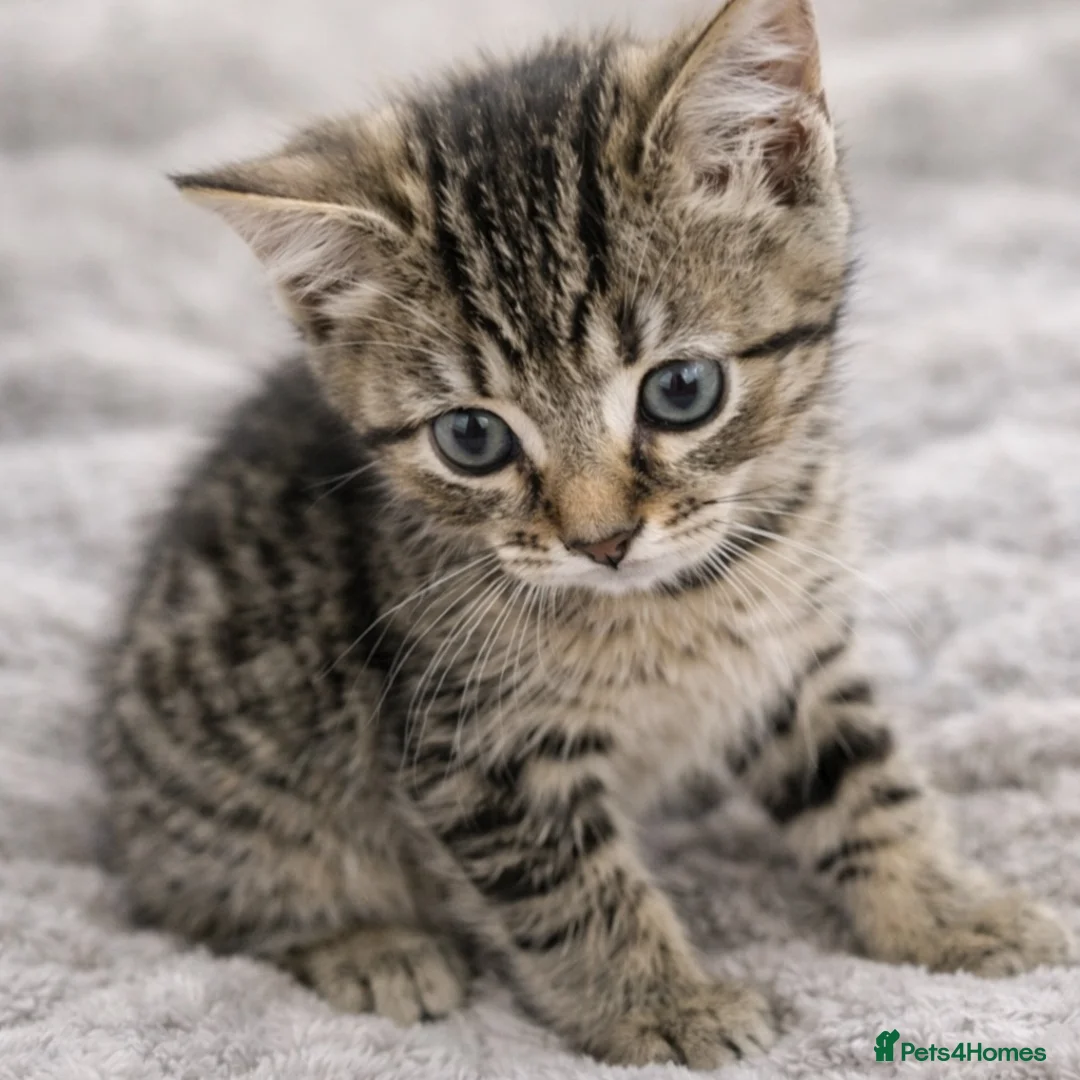 Mixed Breed cats for sale: Kittens  - Advert 2