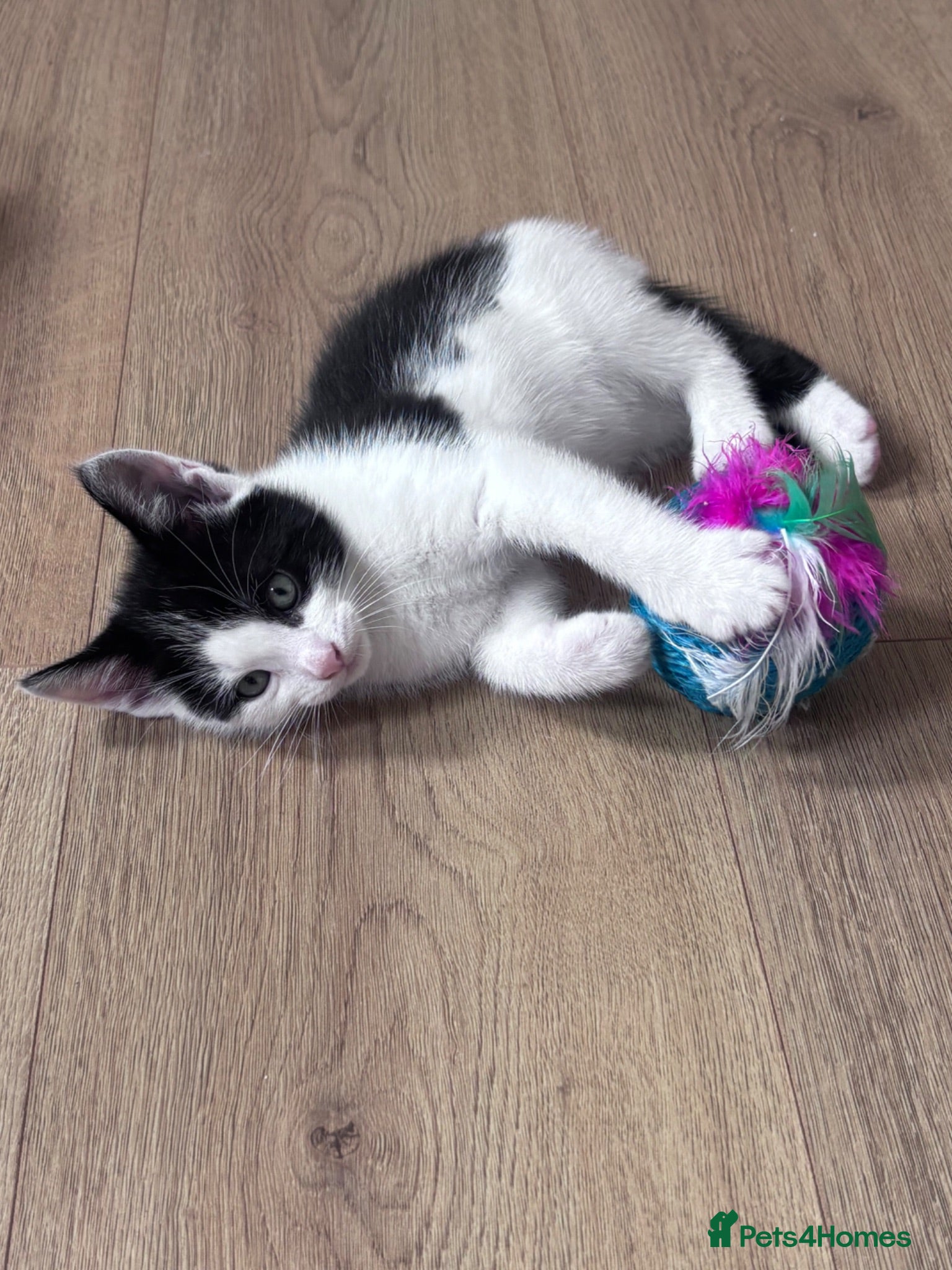 Mixed Breed cats Tabby kittens & black & white kittens  - Advert 2